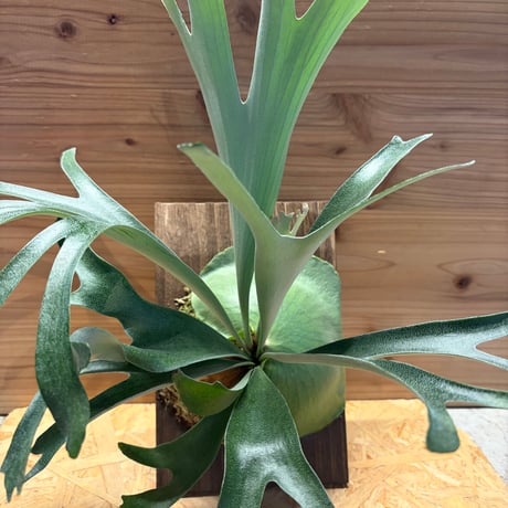 ビカクシダ | STORES