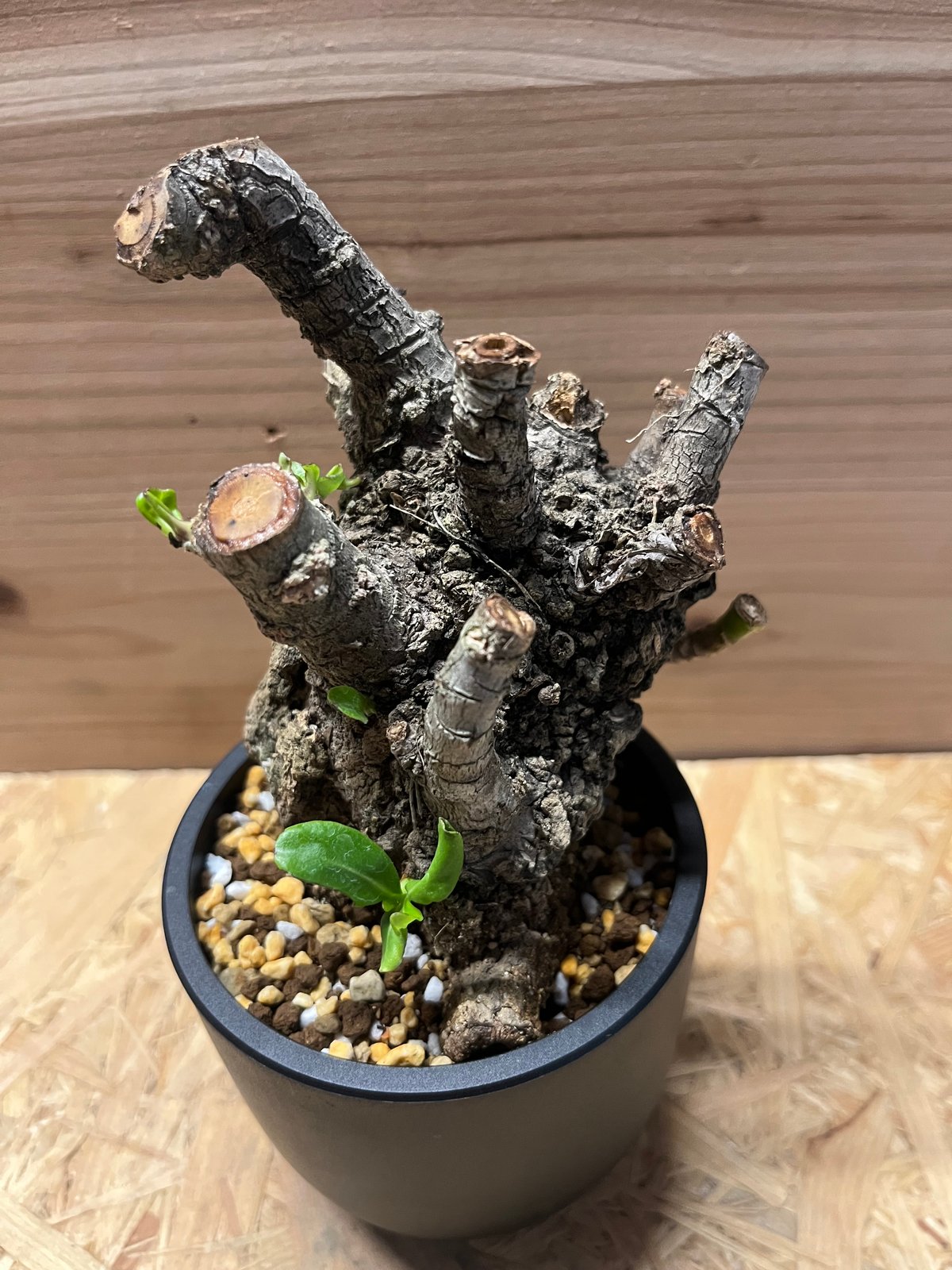 クサトベラ | GREEN LUCK