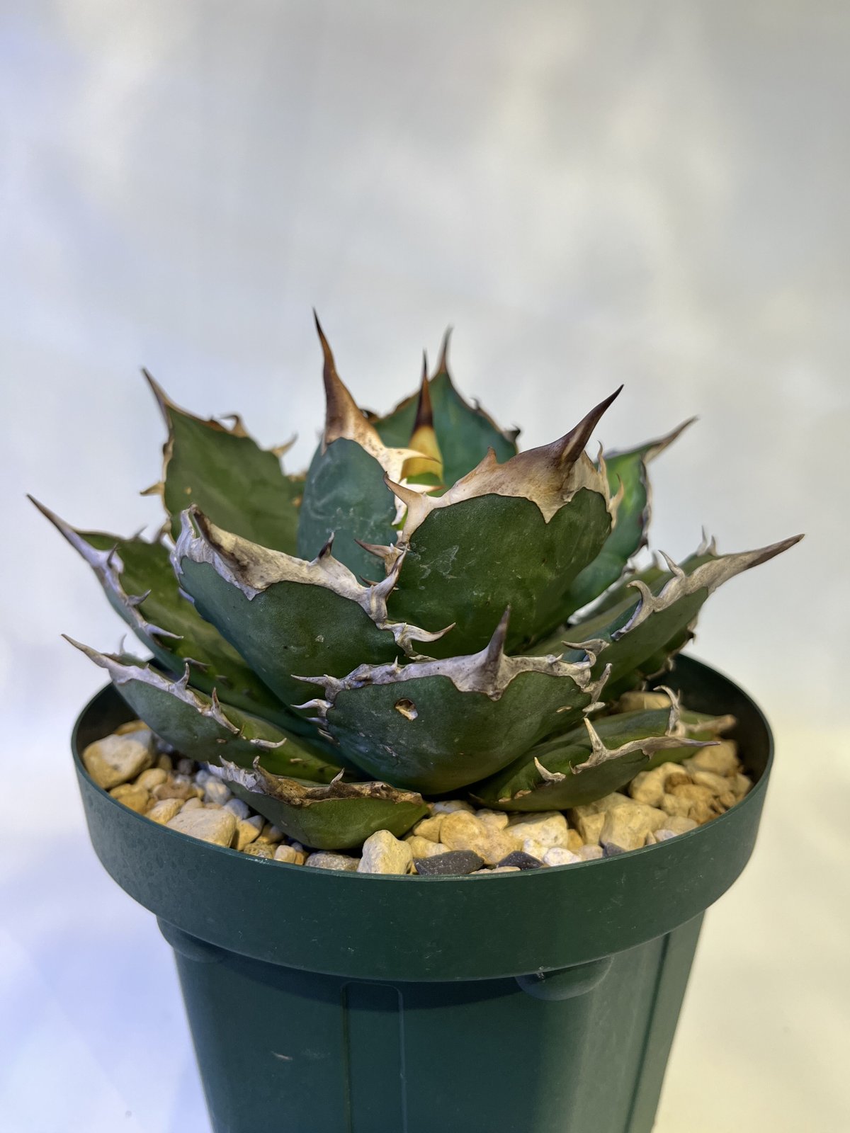 アガベ チタノタ ノーネイム メキシコ株 留ら 