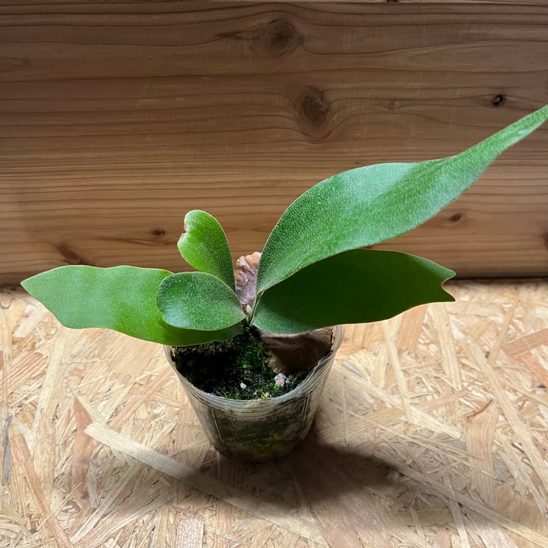 ビカクシダエスエスフーンss.foongリドレイ植物観葉植物ベイチーウィリンキー ビカクシダエスエスフーンss.foongリドレイ植物観葉植物ベイチー