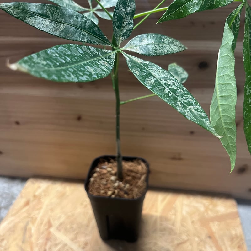 パキラ斑入り白斑、親は実生株。抜き苗 パキラ斑入り白斑、親は実生株。抜き苗