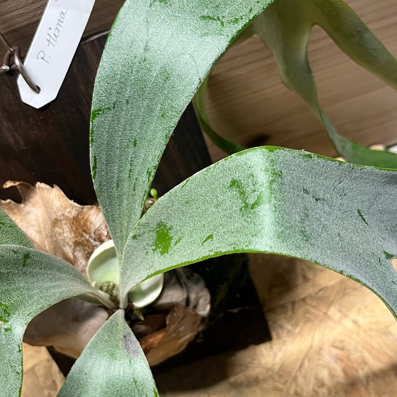 ビカクシダ　Hima OC ビカクシダ ハイマ | GREEN LUCK