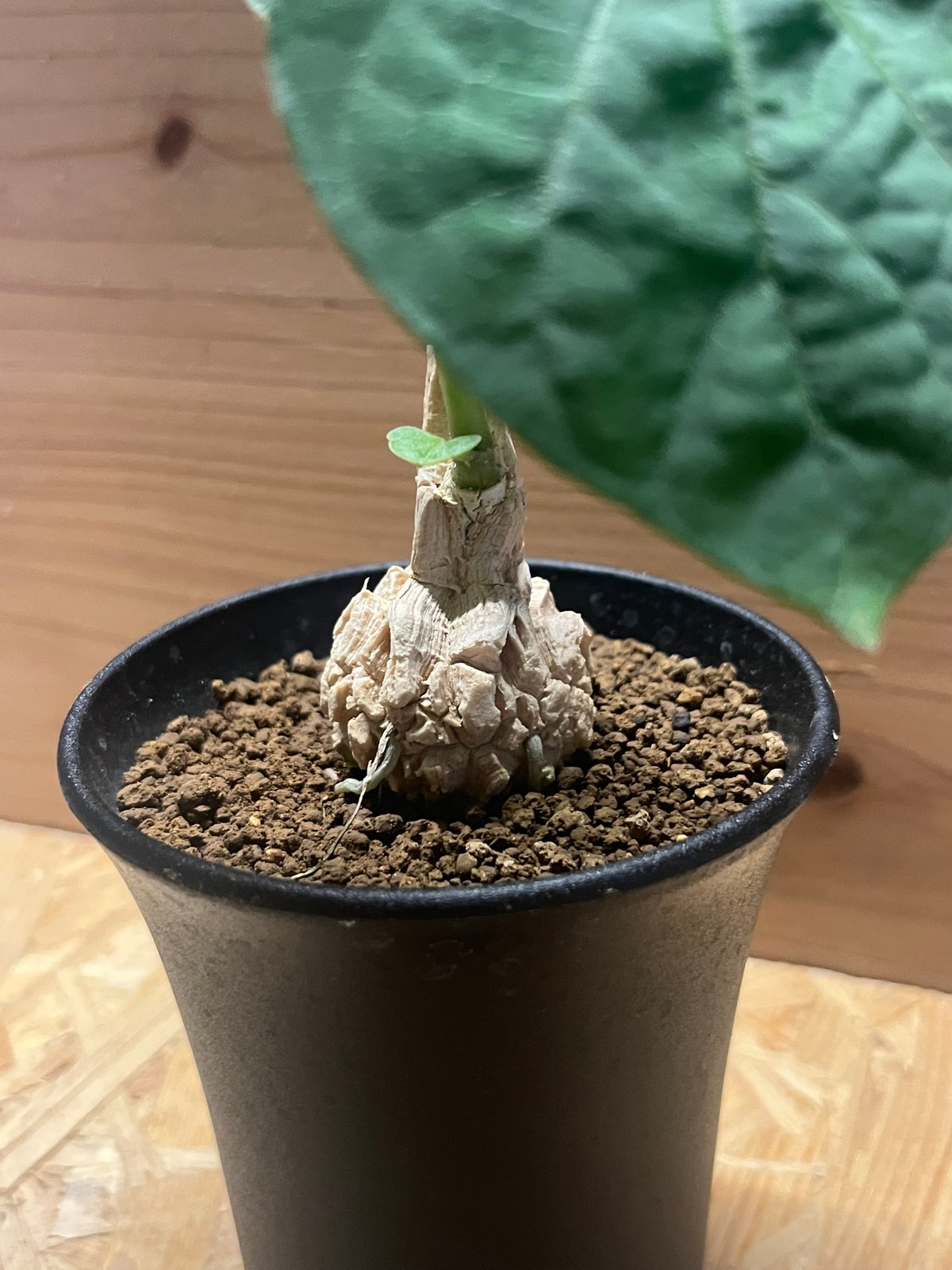 マテレアシクロフィラ マテレアシクロフィラ | STORES