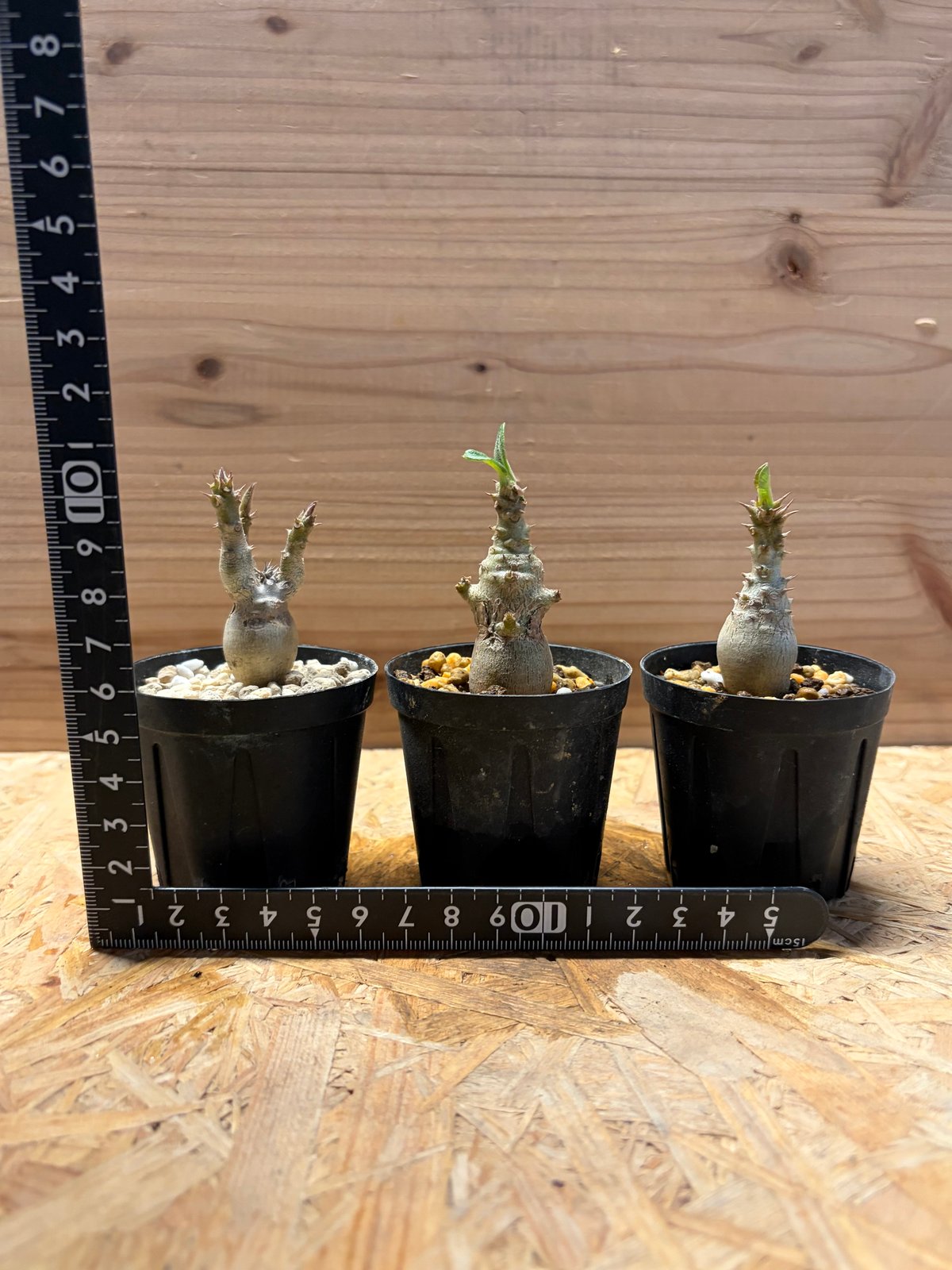 パキポディウム　ウィンゾリー　7年株　鉢のまま発送 パキポディウム ウィンゾリー | GREEN LUCK