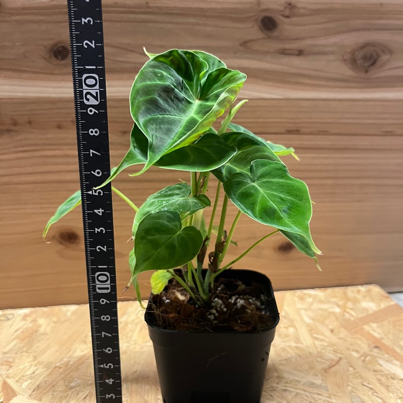 フィロデンドロン ベルコーサム | GREEN LUCK