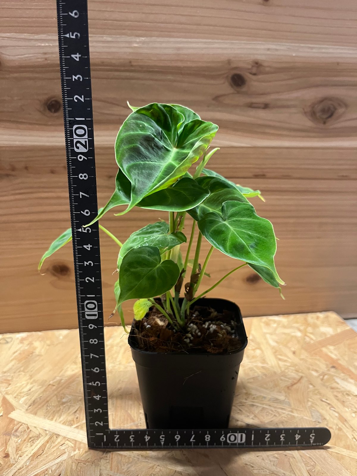 フィロデンドロン　ベルコーサム　6号 フィロデンドロン ベルコーサム | GREEN LUCK