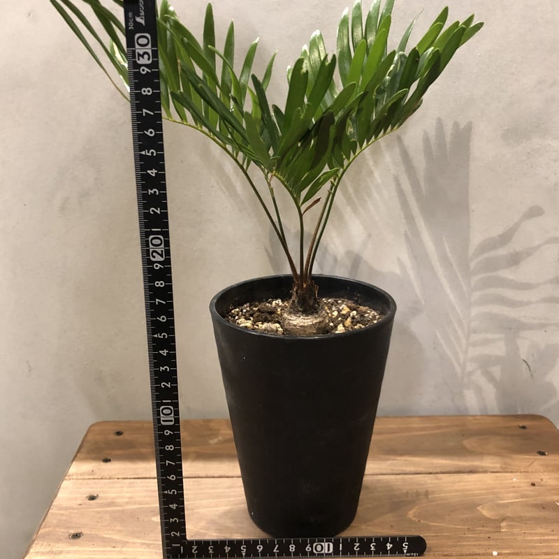 ザミア フロリダーナ | GREEN LUCK