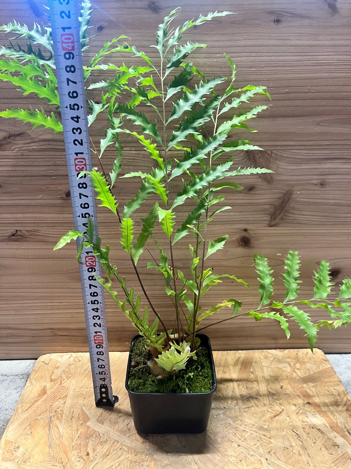 ドリナリア フロリダ | GREEN LUCK