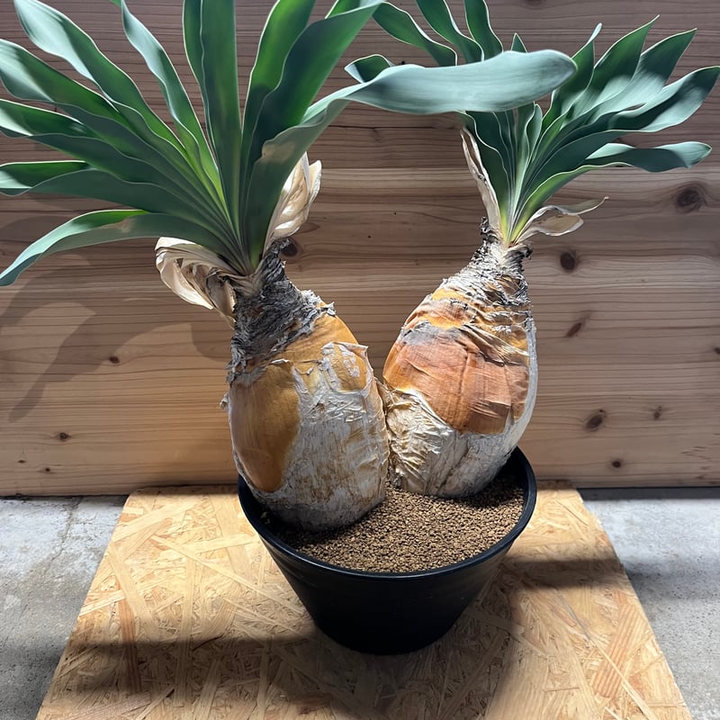 ブーファン ハエマンソイデス | GREEN LUCK