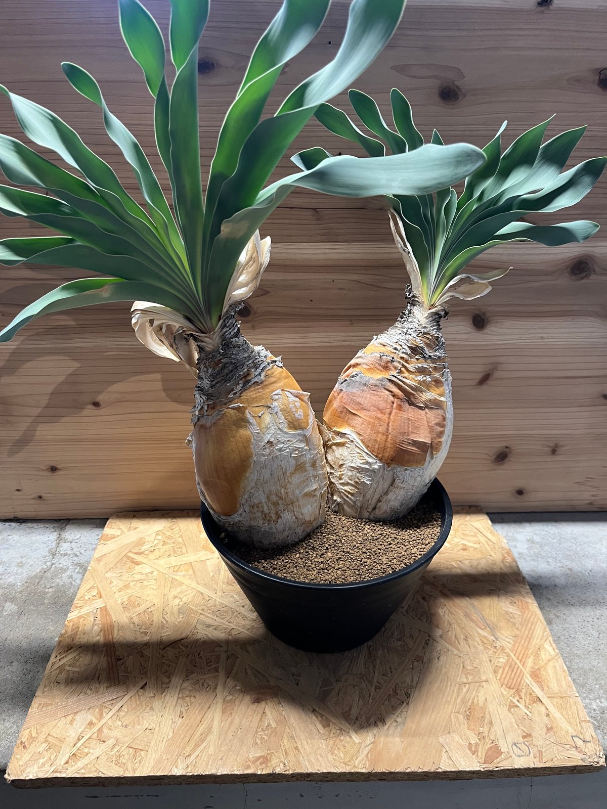 ブーファン ハエマンソイデス | GREEN LUCK