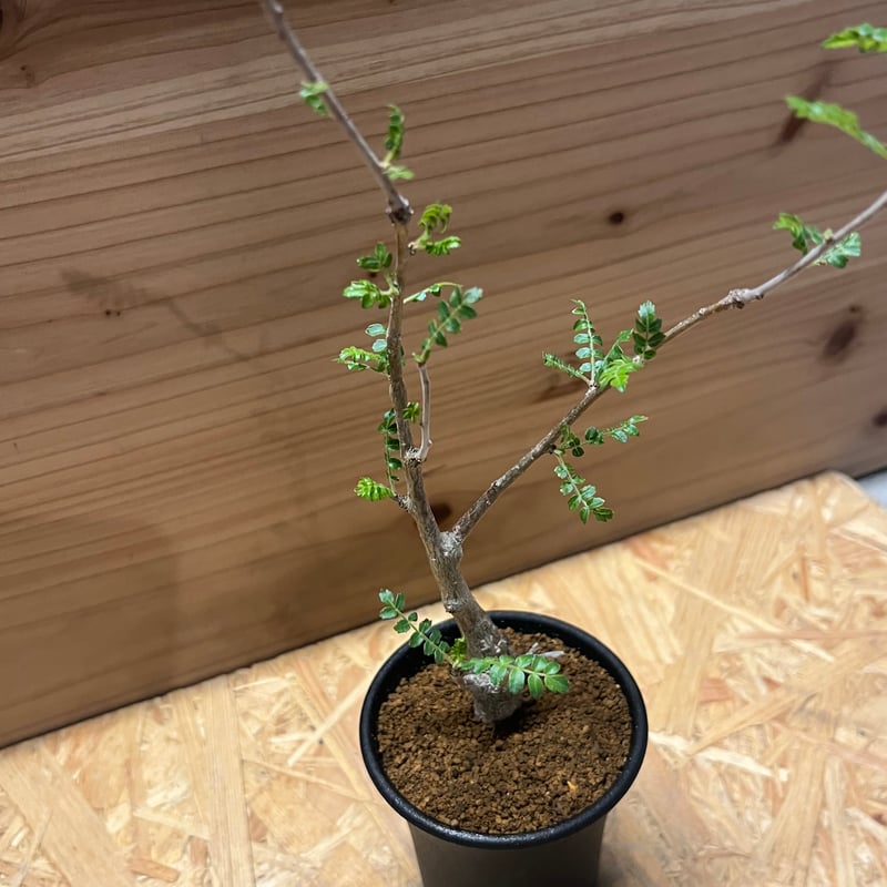 ボスウェリア ネグレクタ | GREEN LUCK