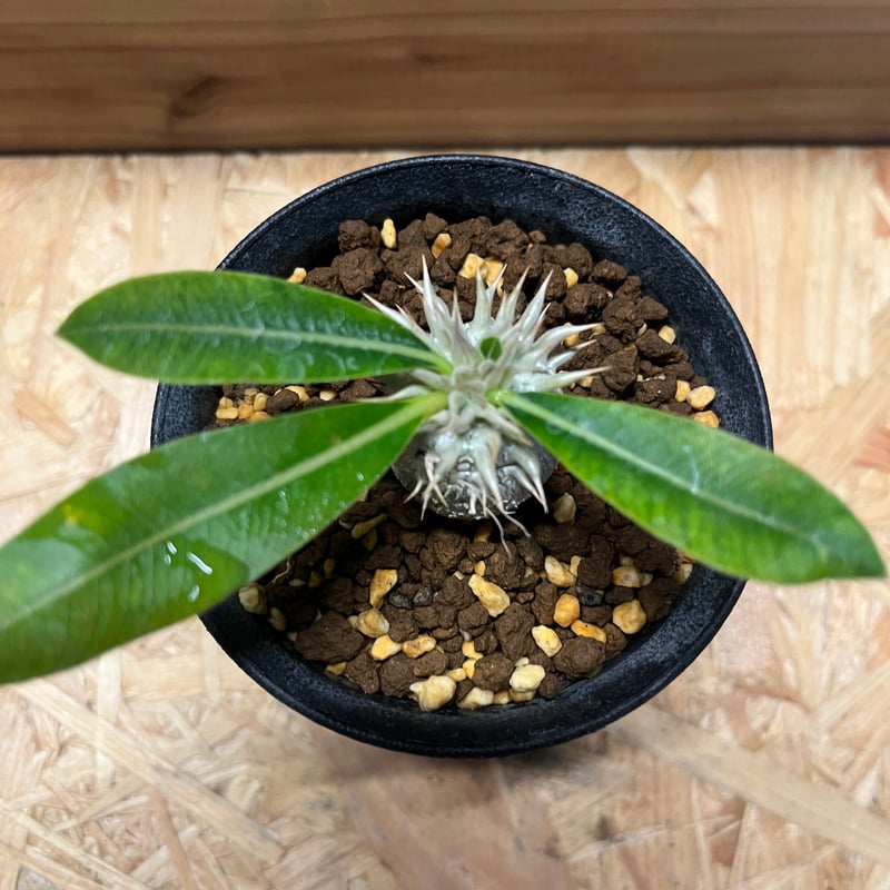 パキポディウム エニグマティクム | GREEN LUCK