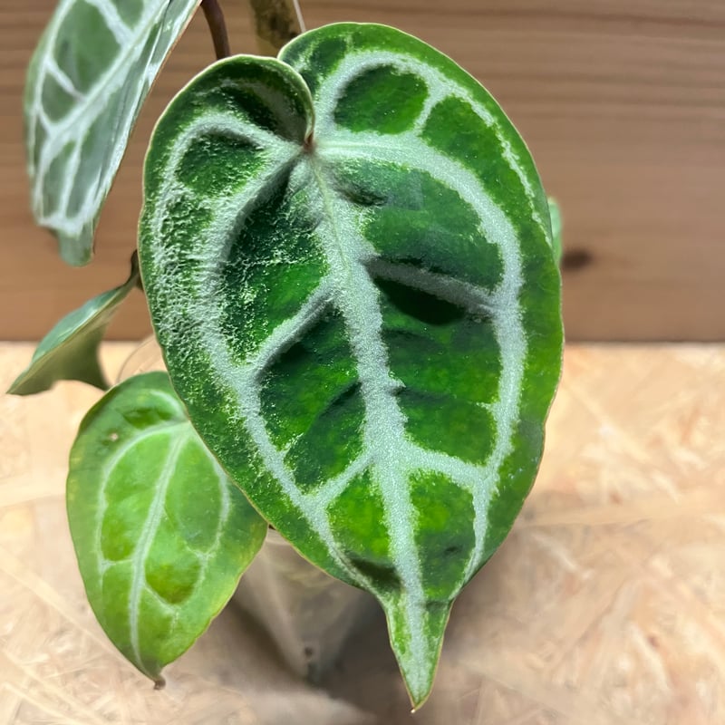 アンスリウム ドラヤキシルバー×エンジェルズドリーム×レッド