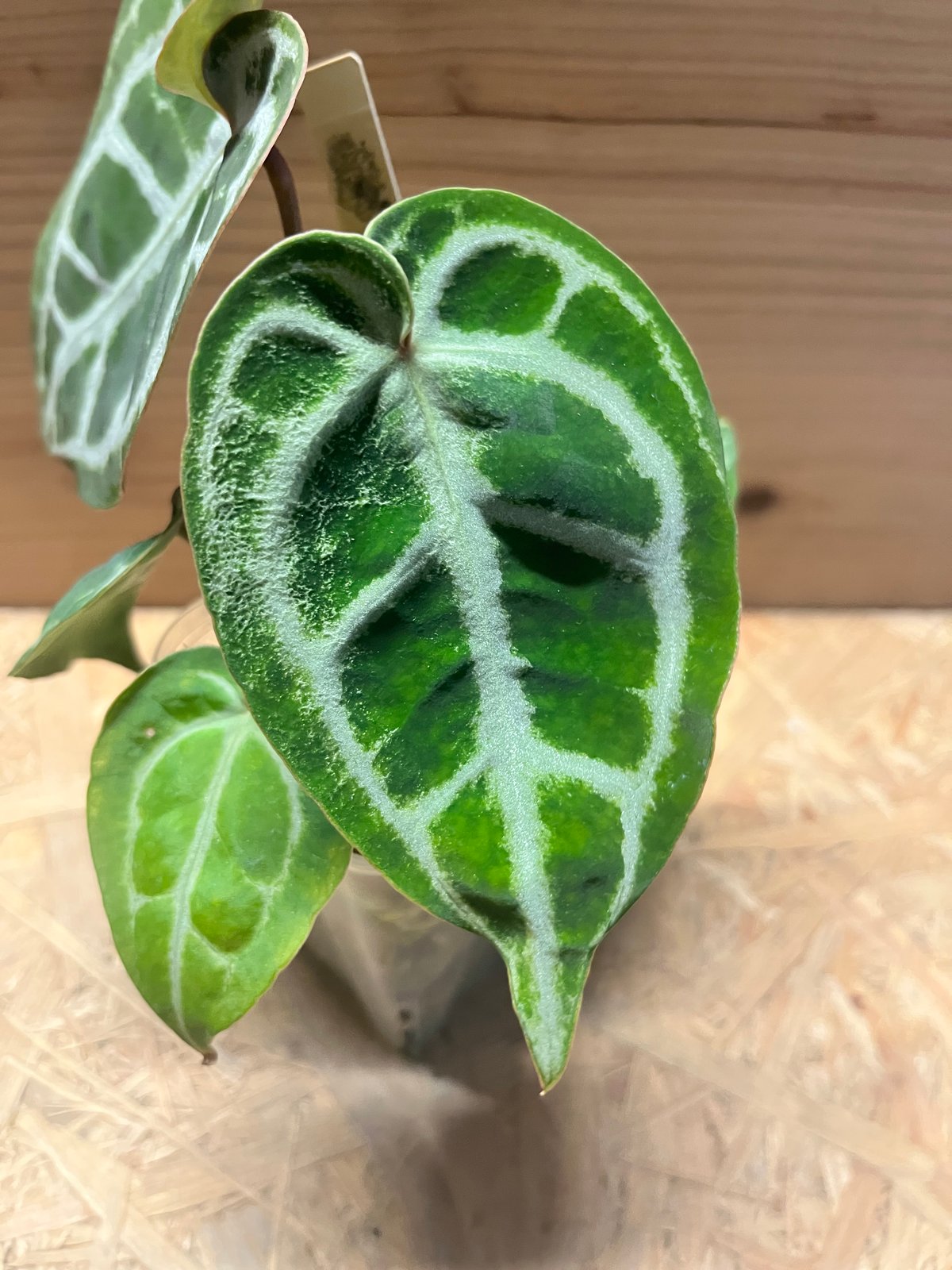 アンスリウム ドラヤキシルバー×エンジェルズドリーム×レッド