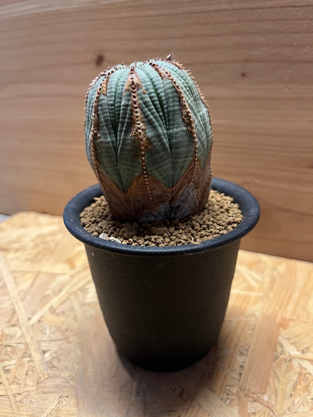 直径10cm超え 特大 オールドオベサ ユーフォルビア obesa 古株 ユーフォルビア オールド オベサ | GREEN LUCK