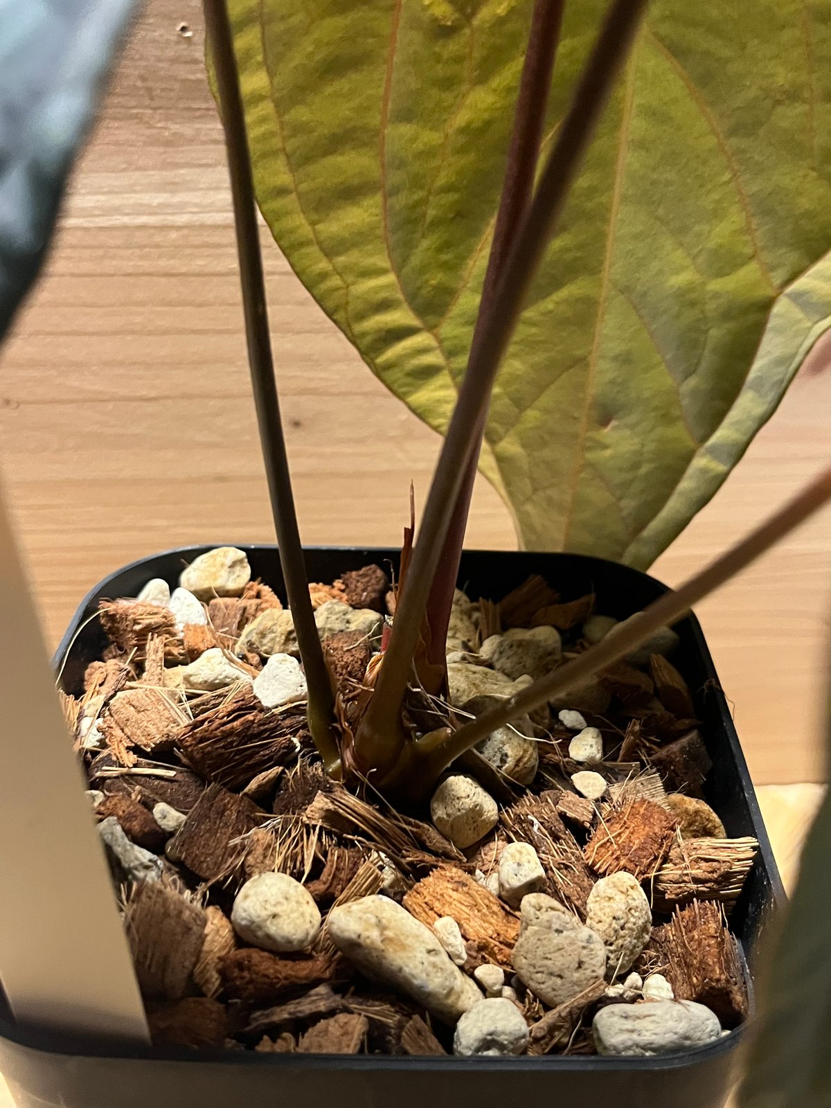 k　アンスリウム レッド ダークフェニックス 🌱Anthurium 'Red Dark Phoenix' 🌱 original division from Mr