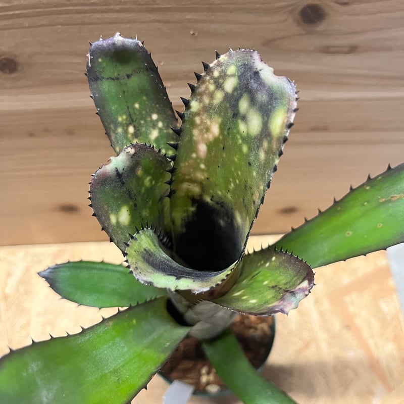 ビルベルギア スローポーク | GREEN LUCK