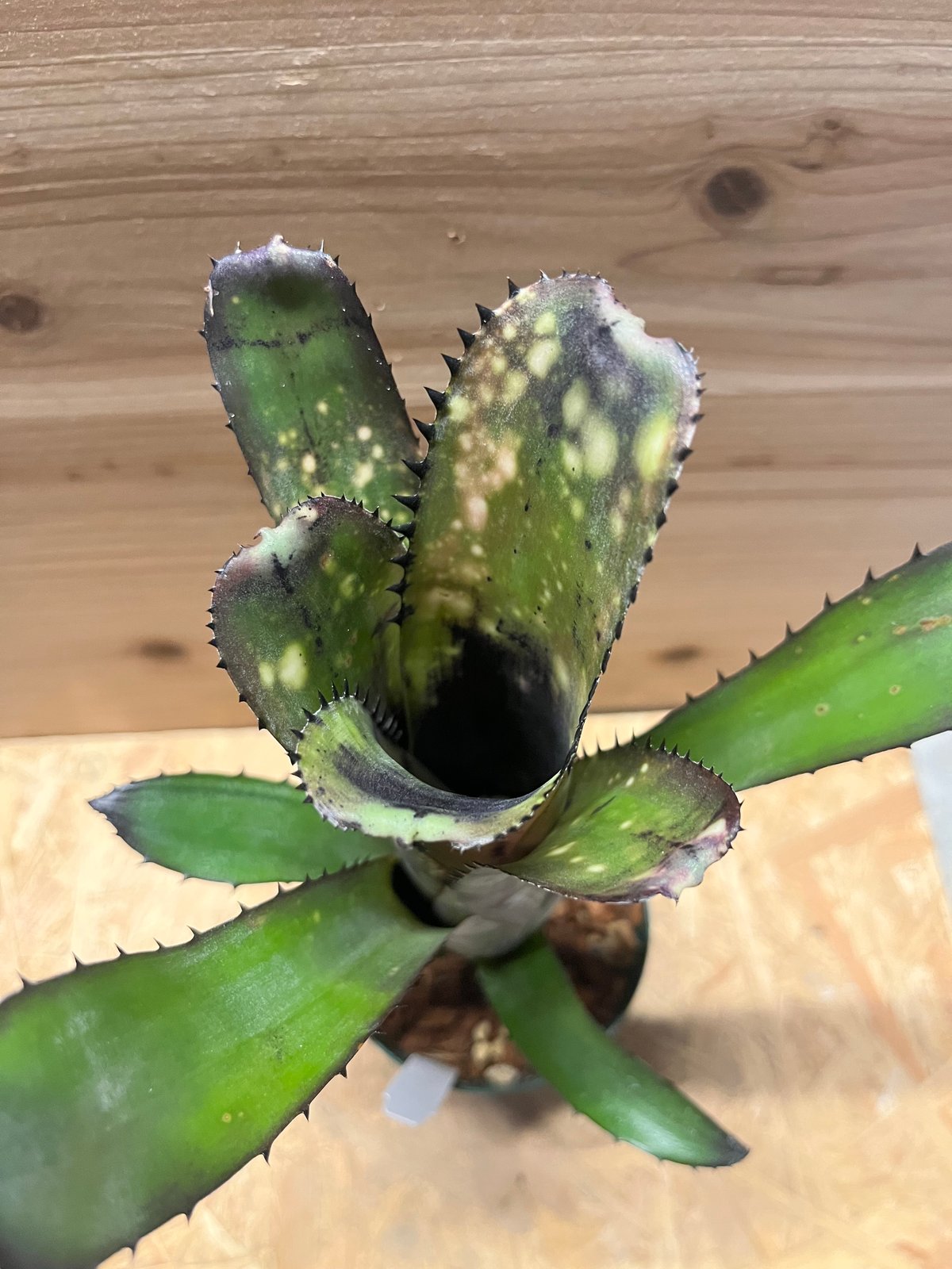 ビルベルギア スローポーク fit=scale-down,w=1200