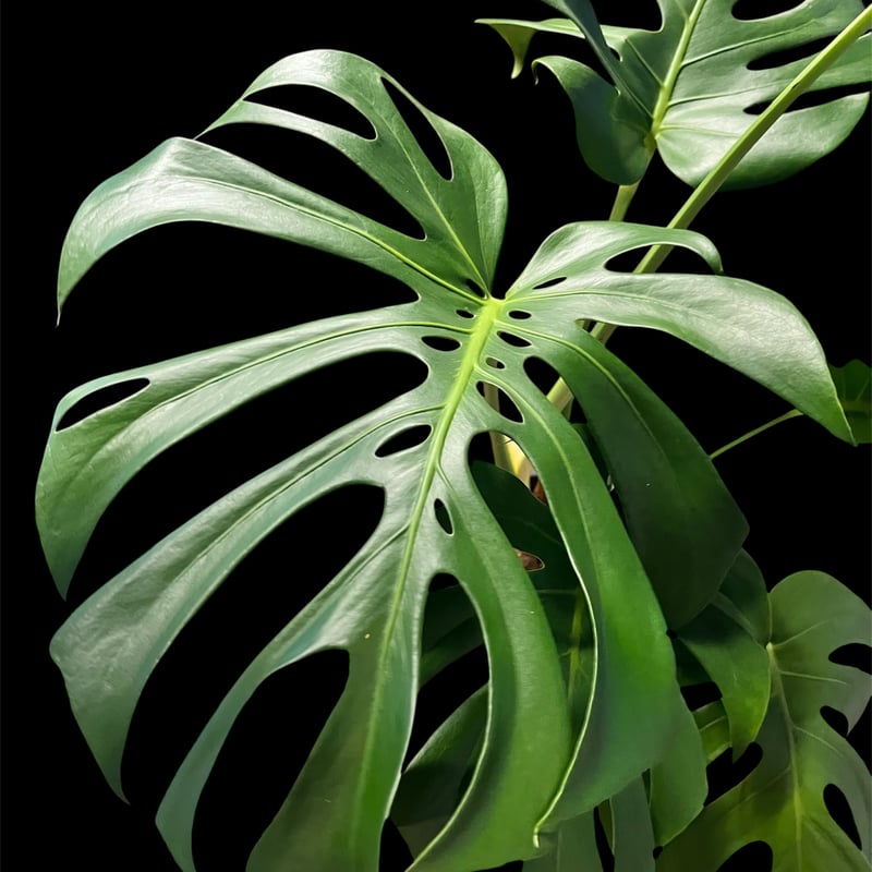 モンステラ デリシオーサ | GREEN LUCK