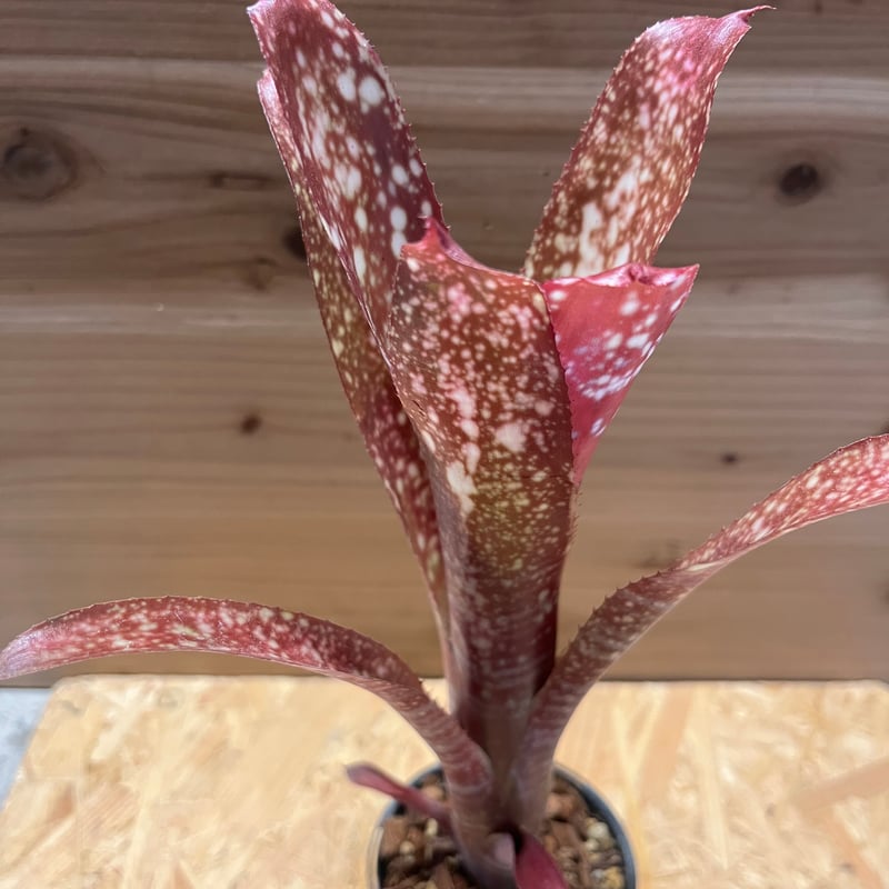 ビルベルギア ミラグロ | GREEN LUCK