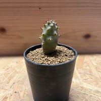 チレコドン ハリー | GREEN LUCK