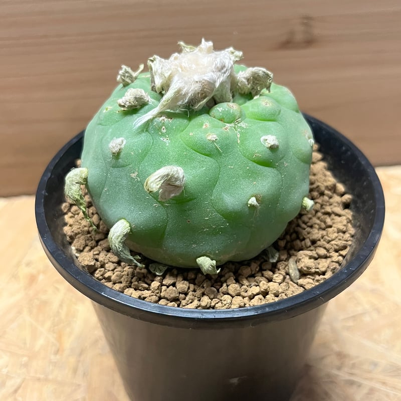 多毛ロフォフォラ　ディフューサ ザ・ファームセレクト]ロフォフォラ：多毛ディフューサ 4号 の