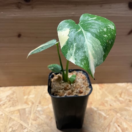 斑入りモンステラ | STORES