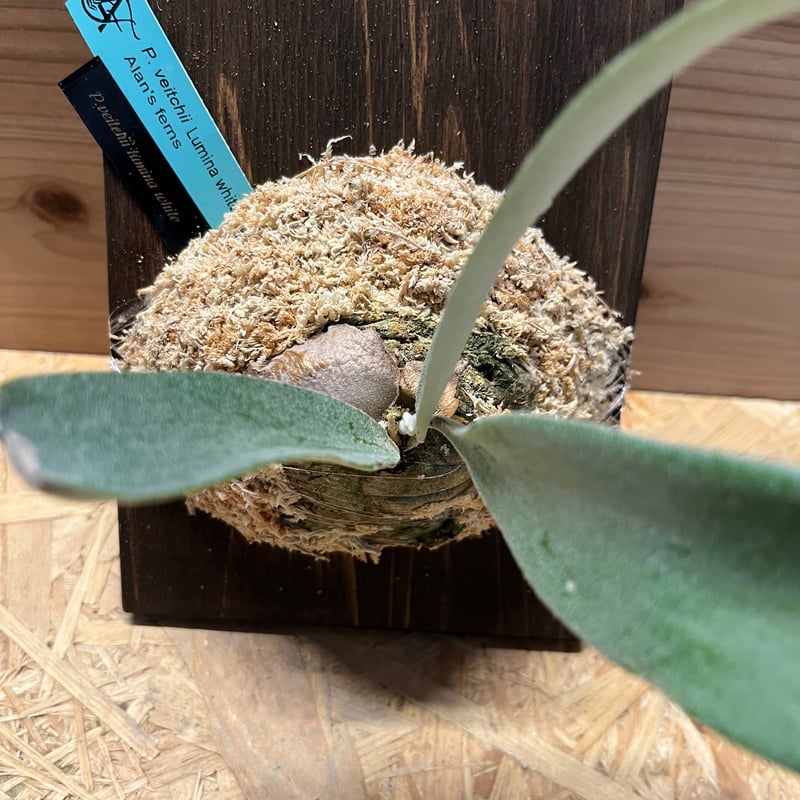 ビカクシダ ベイチー ルミナホワイト | GREEN LUCK