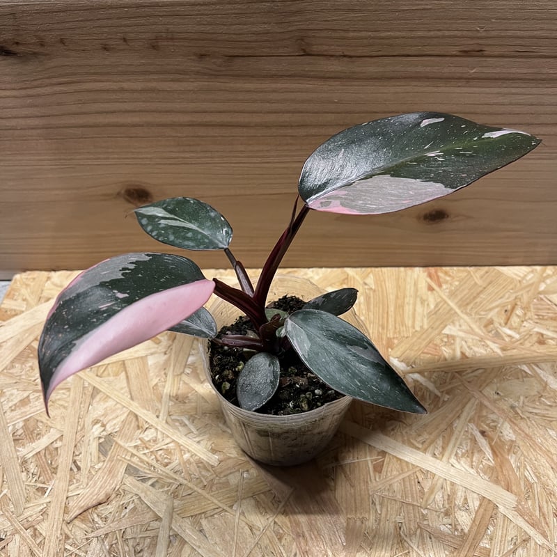 フィロデンドロン ピンクプリンセス 極斑タイプ | GREEN LUCK