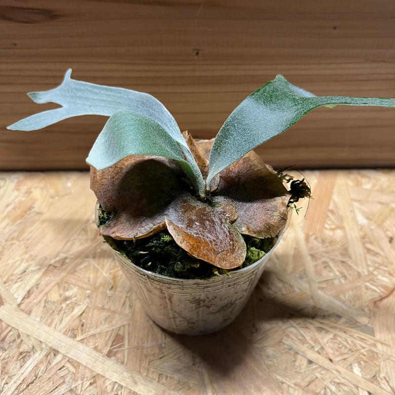 ビカクシダ E-1 白ビフ sp.White | GREEN LUCK