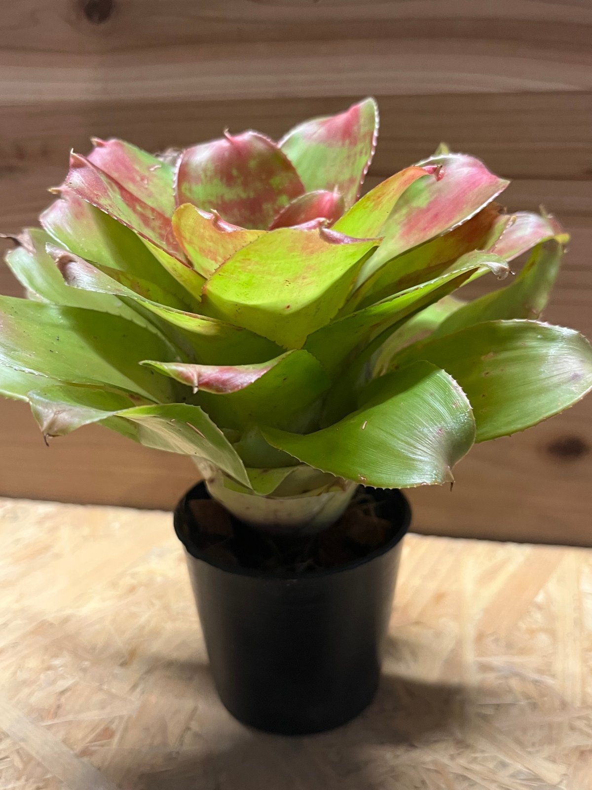 ネオレゲリア マーブルニック | GREEN LUCK