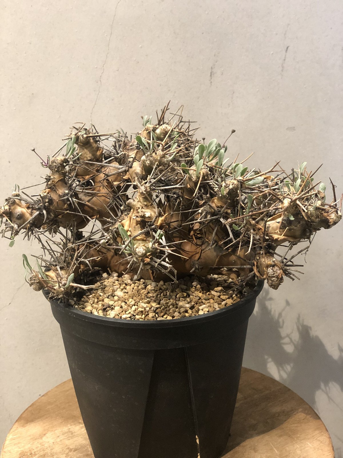 冬型植物 オトンナ ユーフォルビオイデス1 素早く ユーフォ 冬型植物 オトンナ ユーフォルビオイデス1 素早く ユーフォ