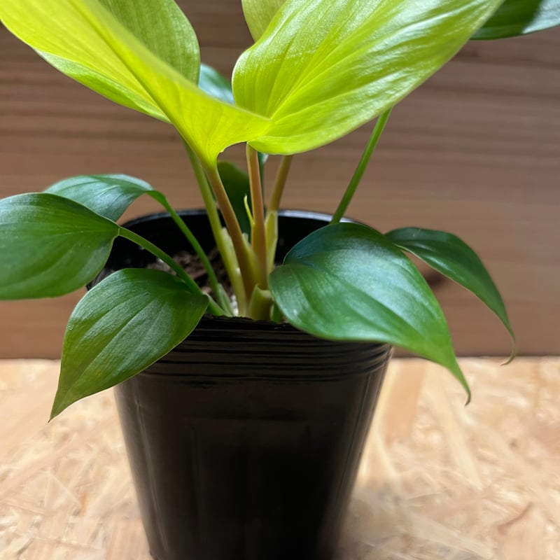 ホマロメナ レモンライム | GREEN LUCK