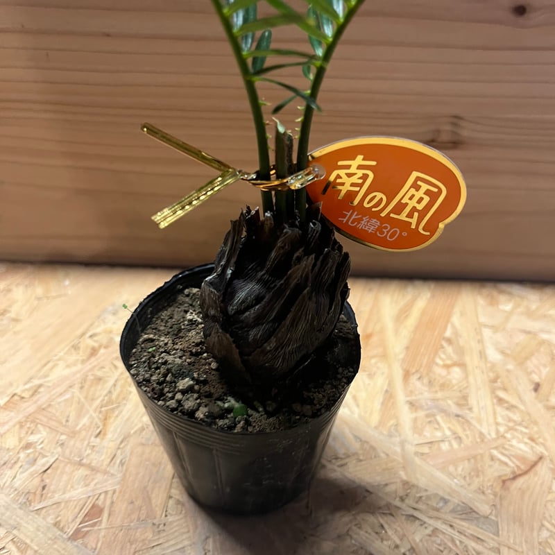 金環ソテツ　A 園芸ネット本店｜金環ソテツ 7号鉢植え の通販【公式】