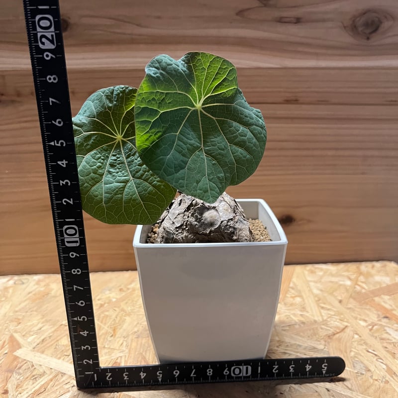 ステファニア カーウィサキー sp.Nova | GREEN LUCK