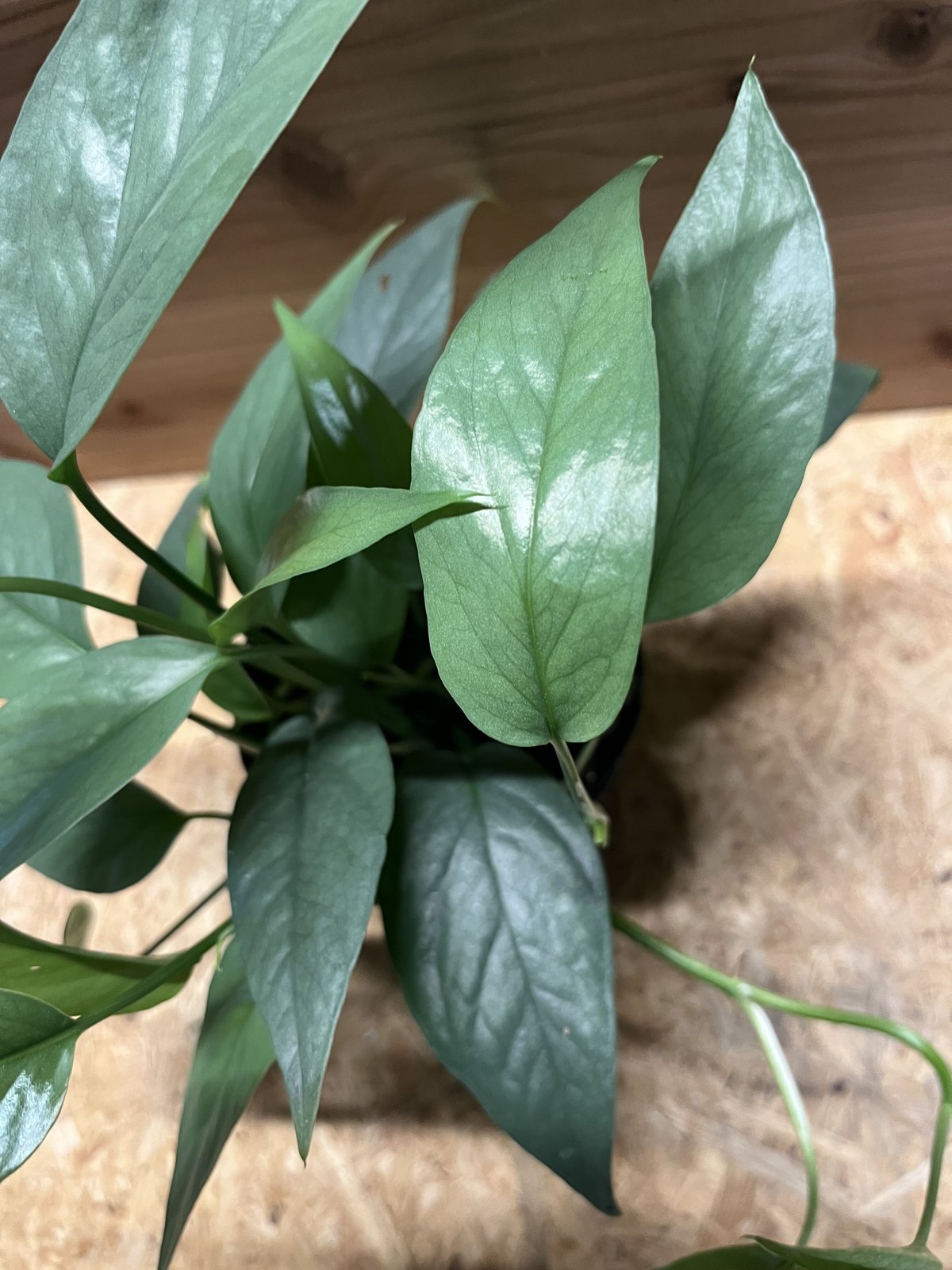 エピプレナム ピナツム セブブルー GREEN LUCK