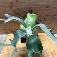 モンステラ デリシオーサ グリーンスノー | GREEN LUCK