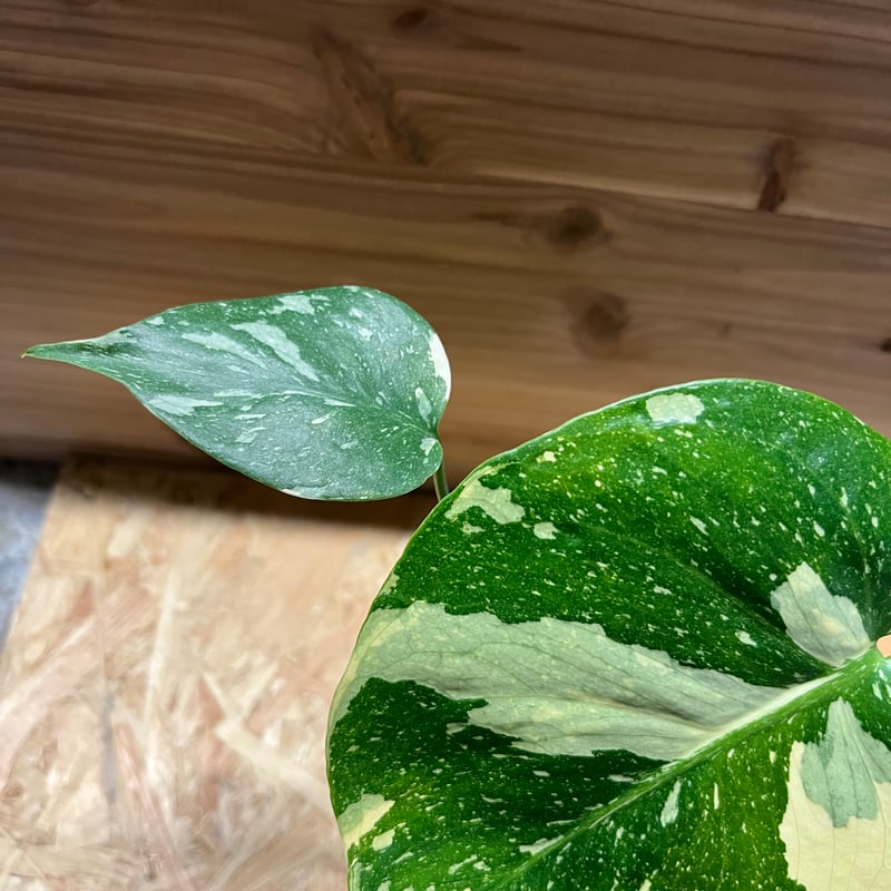 超希少 モンステラ レモンライム 斑入り B 超希少 モンステラ レモンライム 斑入り B