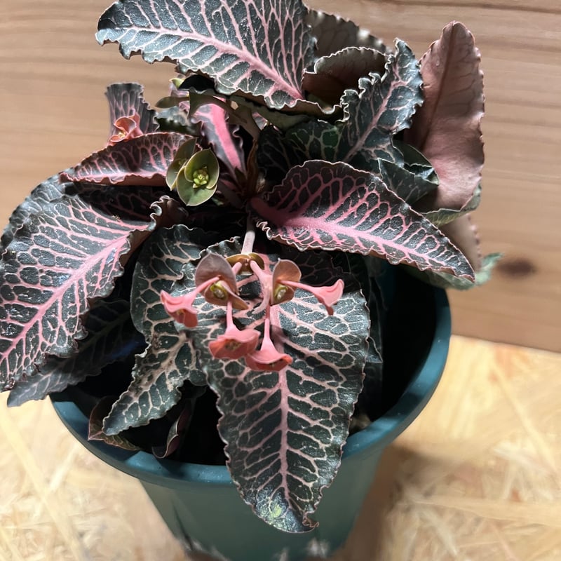 ユーフォルビア フランコイシー | GREEN LUCK