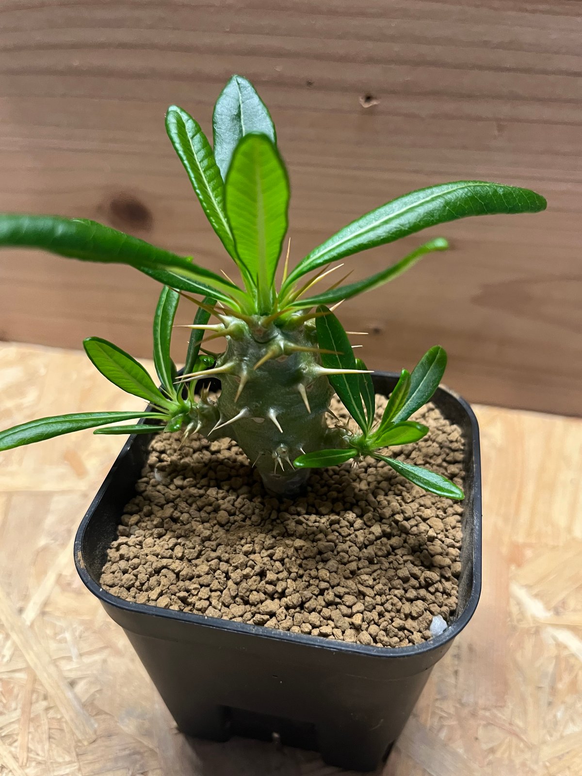 希少 パキポディウム アンボンゲンセ 観葉植物 パキポディウム アンボンゲンセ【615】 | PROTOLEAF プロトリーフ