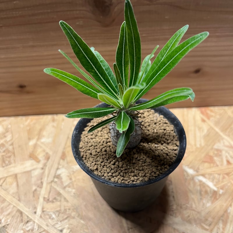 パキポディウム グラキリス | GREEN LUCK