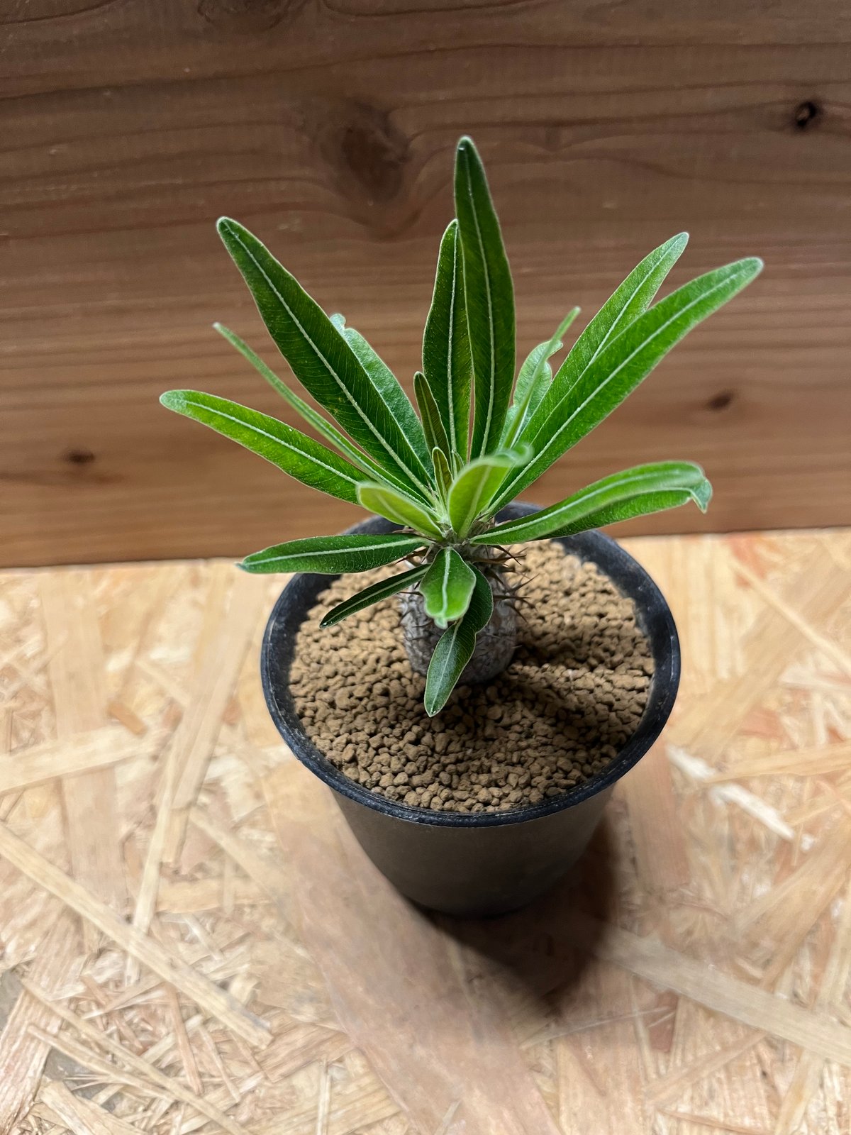 パキポディウム グラキリス | GREEN LUCK