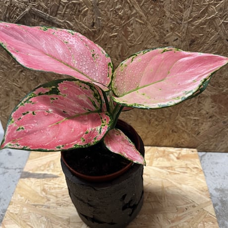 COMWORK STUDIO 信楽焼　植木鉢