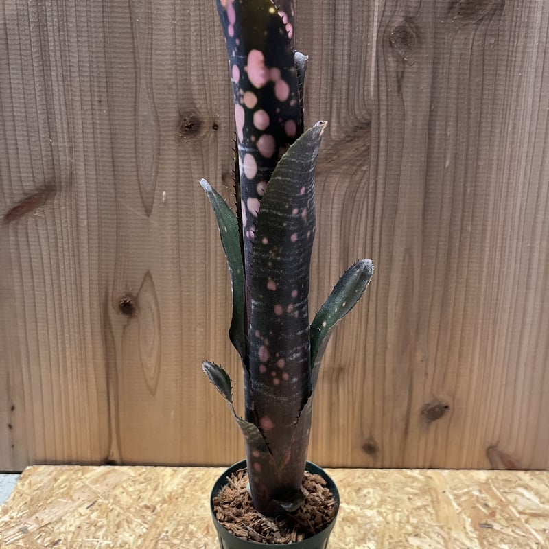 よしさん専用　ビルベルギア インセンディアリーデライト 子株 よしさん専用 ビルベルギア インセンディアリーデライト 子株