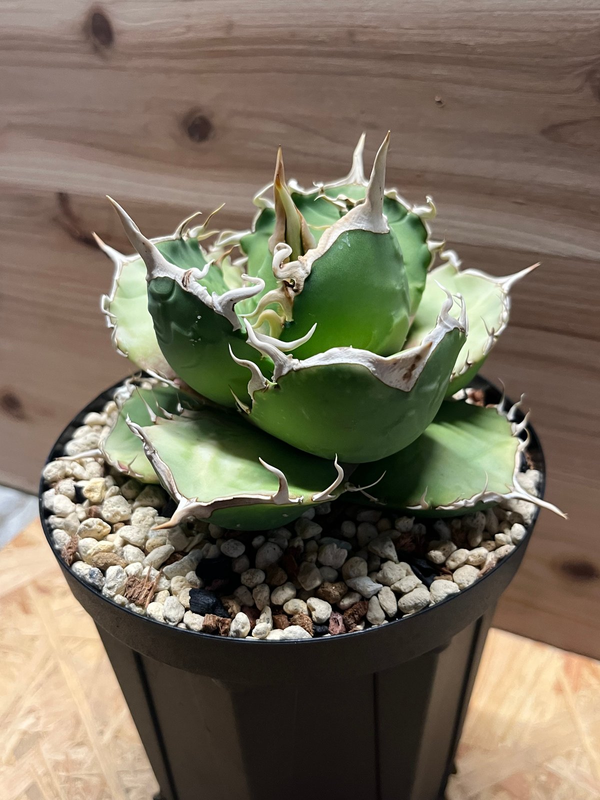 アガベ MS-NB（毒刺） 親株 Agave Titanota 毒刺NB 毒刺の親株（2枚目）を見る限りブツブツ