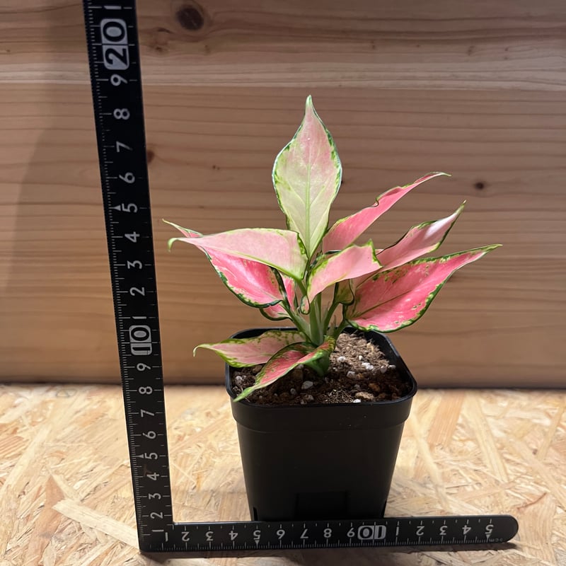 アグラオネマ　ロタンダム　aglaonema　ボルネオ アグラオネマ ロタンダム Aglaonema Rotundum #アグラネオマロタンダム