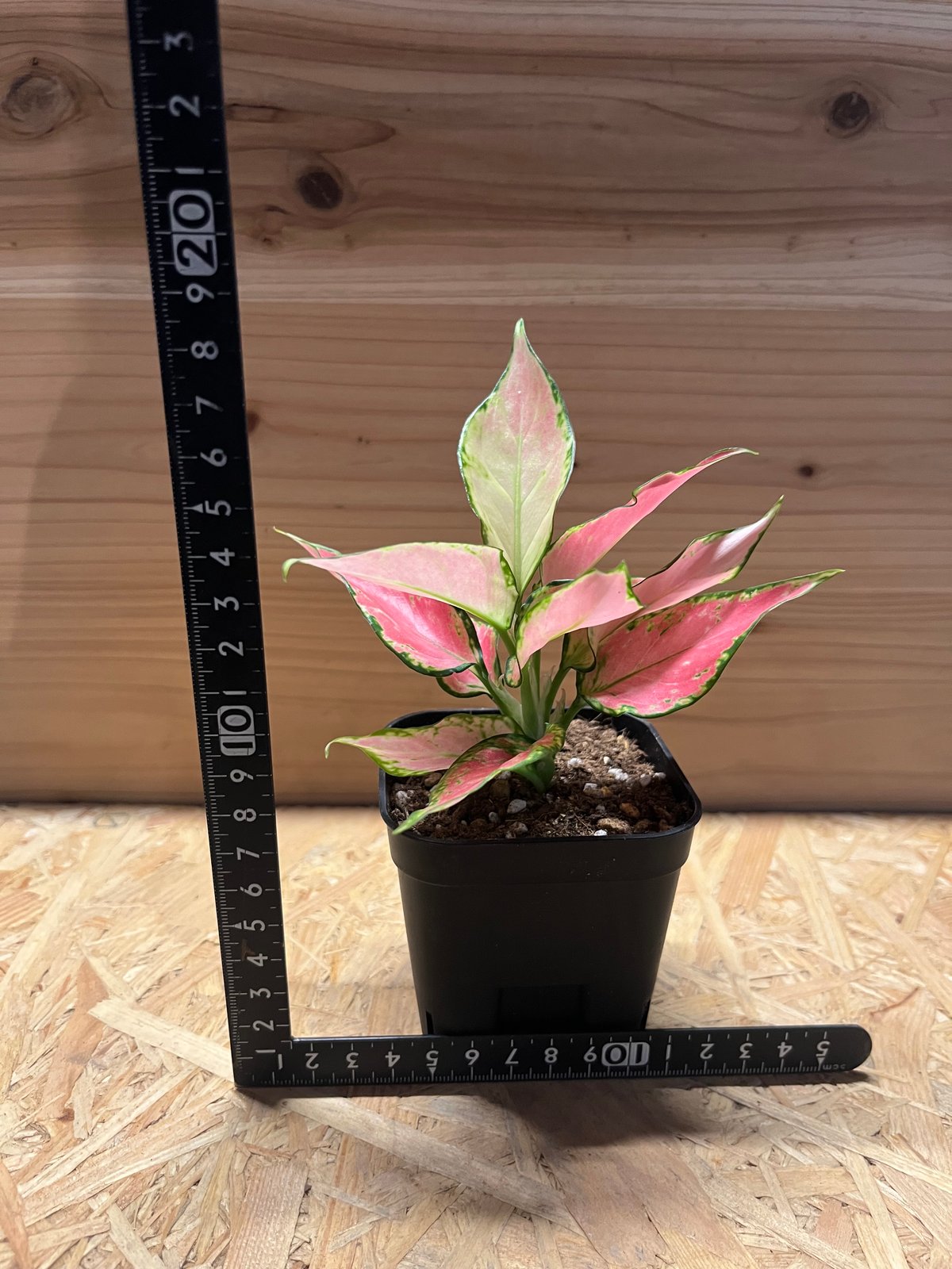 激レア アグラオネマ Aglaonema ゾリナ Zorina アグラオネマ
