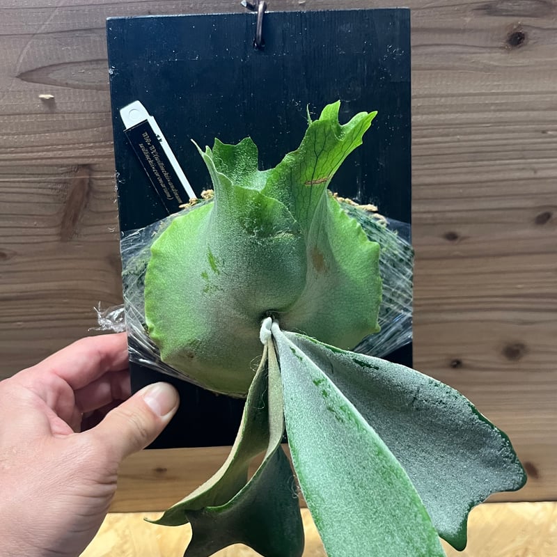 ビカクシダ ウィリンキー YMDS 幼株／輸入株 ビカクシダ （ウィリンキー×アンディナム）×（ウィリンキー