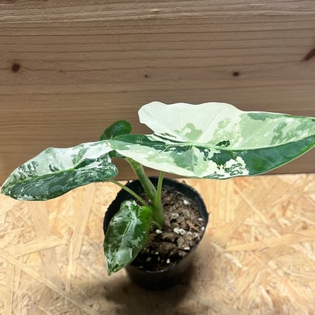 アロカシア11種類セット アロカシア 11種セット ｱﾛｶｼｱ - Search / X