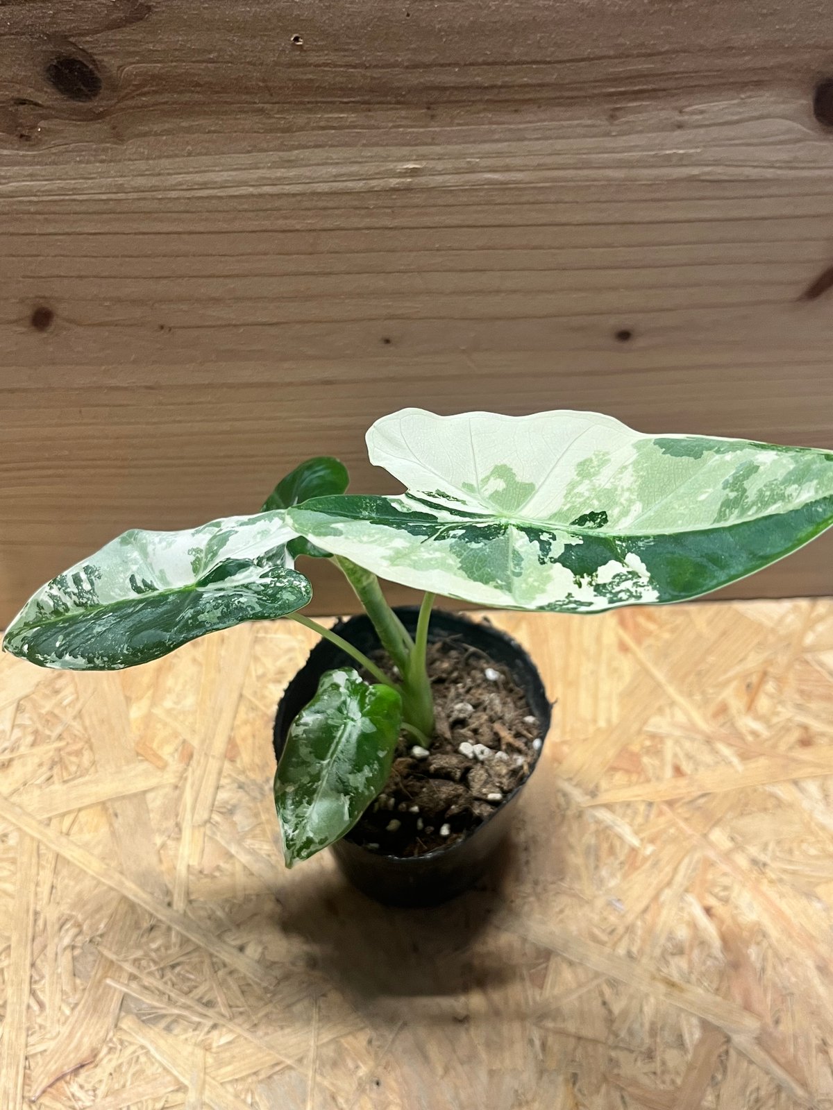 アロカシア グリーンベルット 斑入り | GREEN LUCK